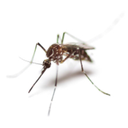 Culex Mosquito