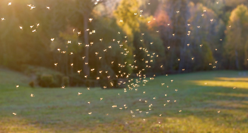 2021 Mosquito Control Services near me