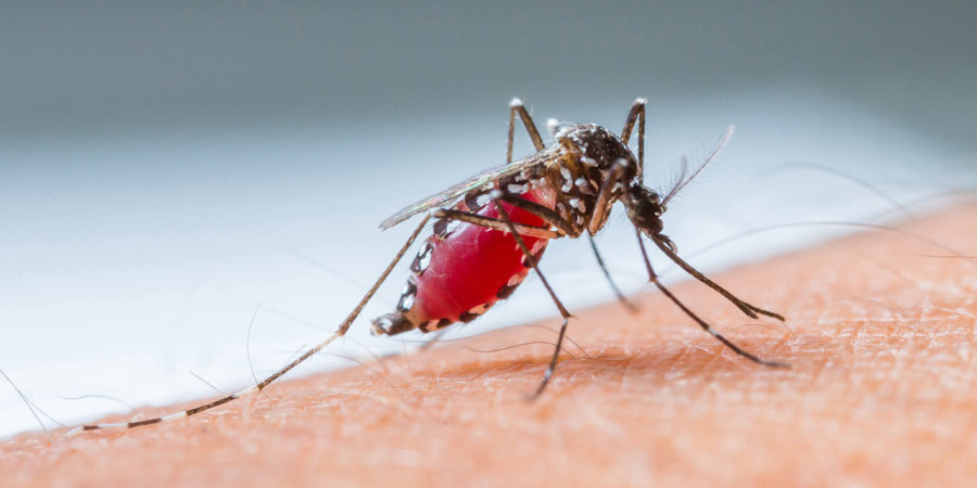 Mosquito Control 2021 mosquito control Season