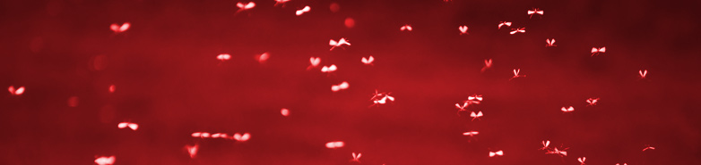 Cut and Shoot Mosquito Control