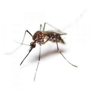 Haskell Mosquito Control
